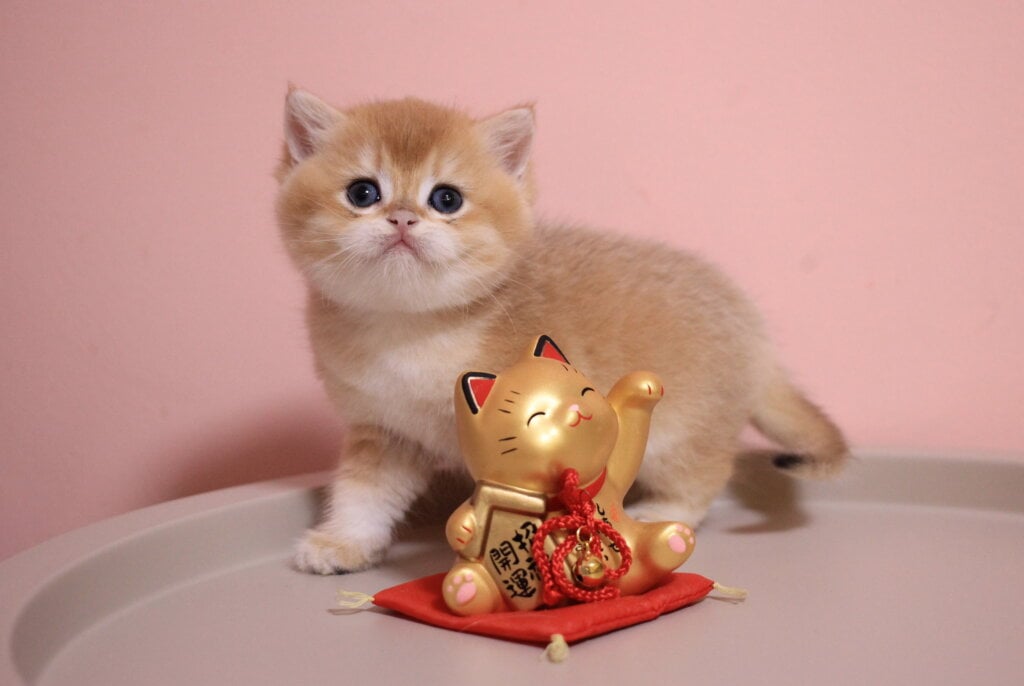 Zorrick British Shorthair  Male (Available) $2700