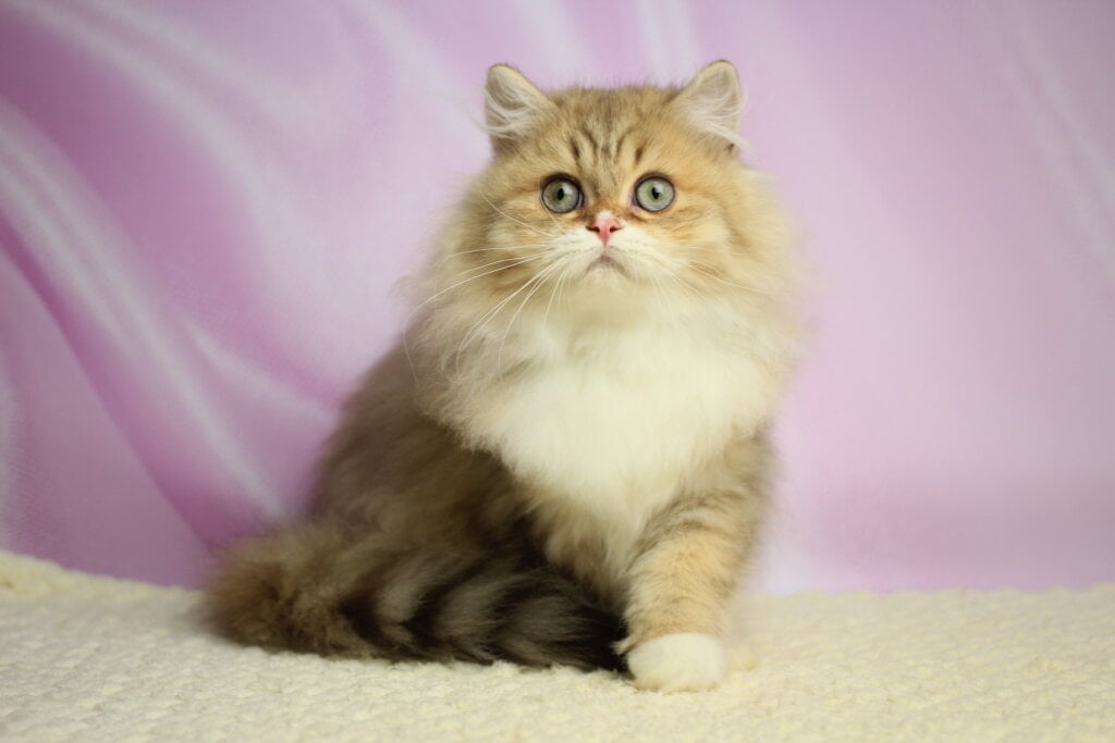 Puffy British Longhair  Male (Available) $2500