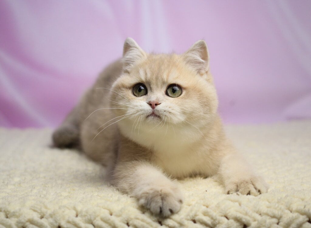 Umi British Shorthair  Female (Available) $2700