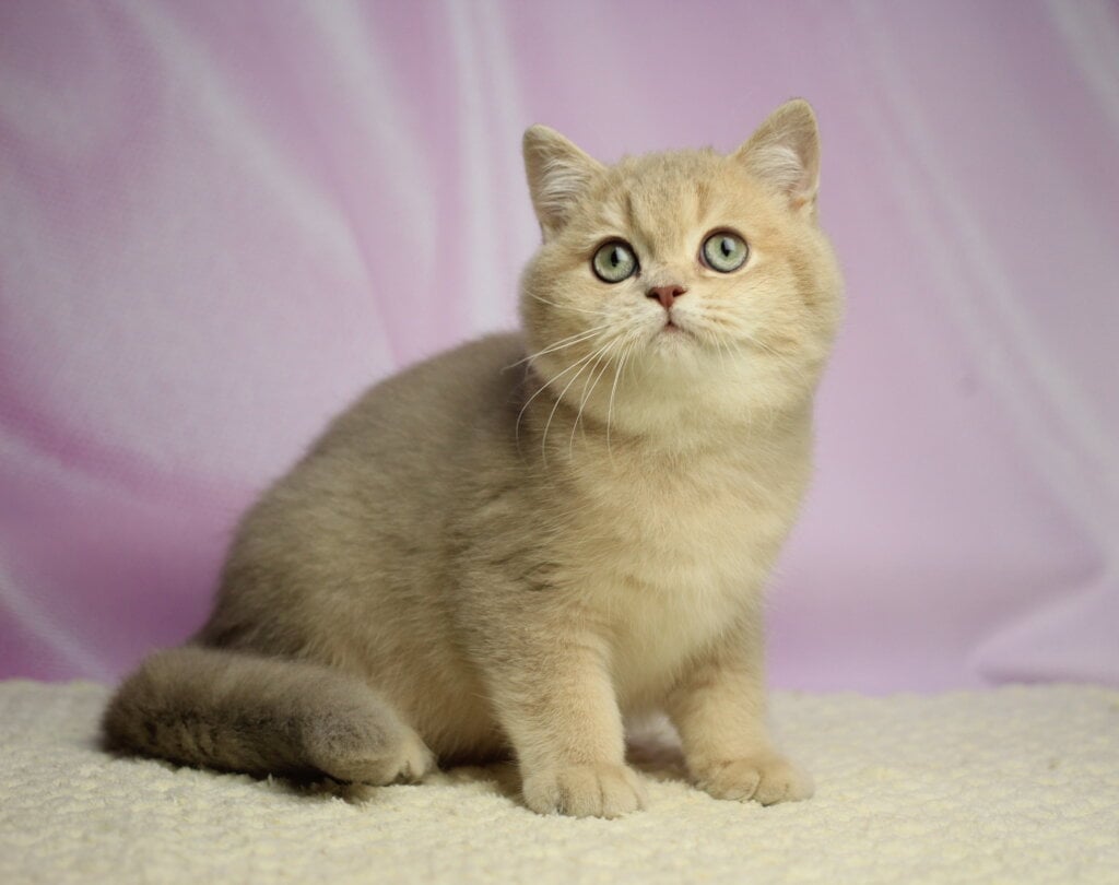 Umik British Shorthair  Male (Available) $2650