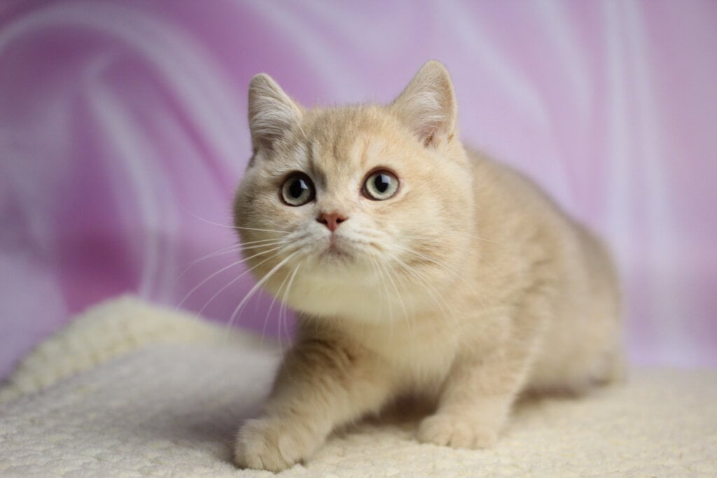 Udgin British Shorthair  Male (Available) $2500