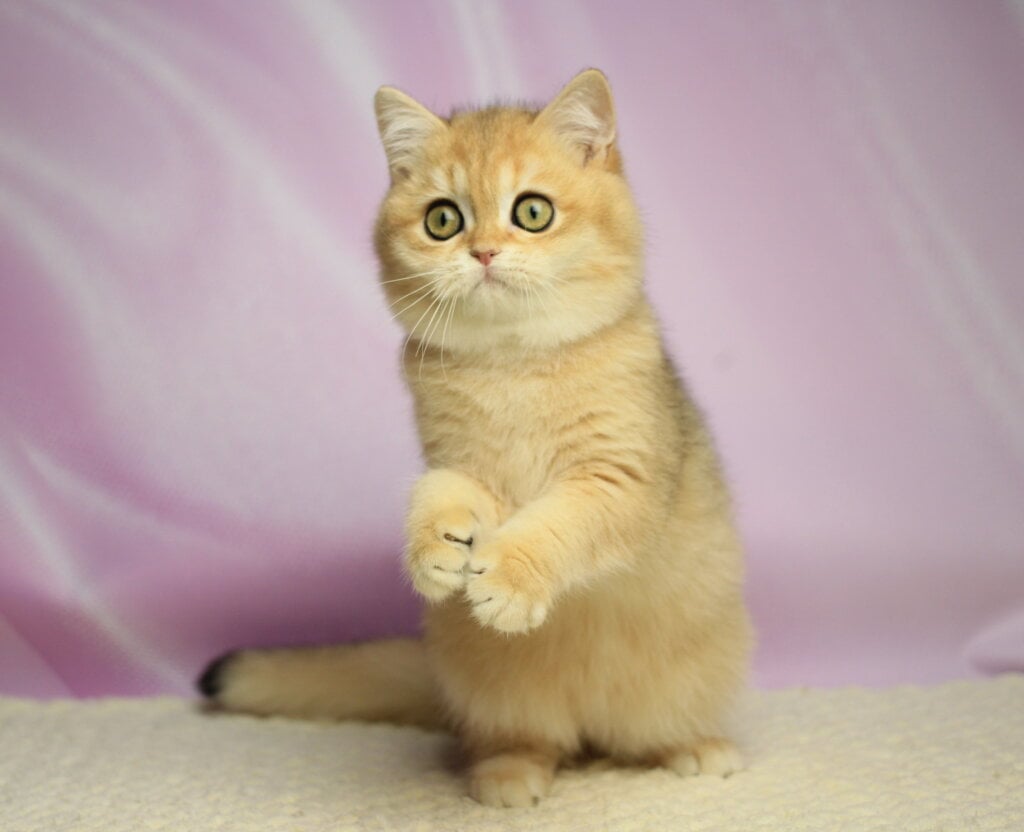 Ulick British Shorthair  Male (Available) $2500