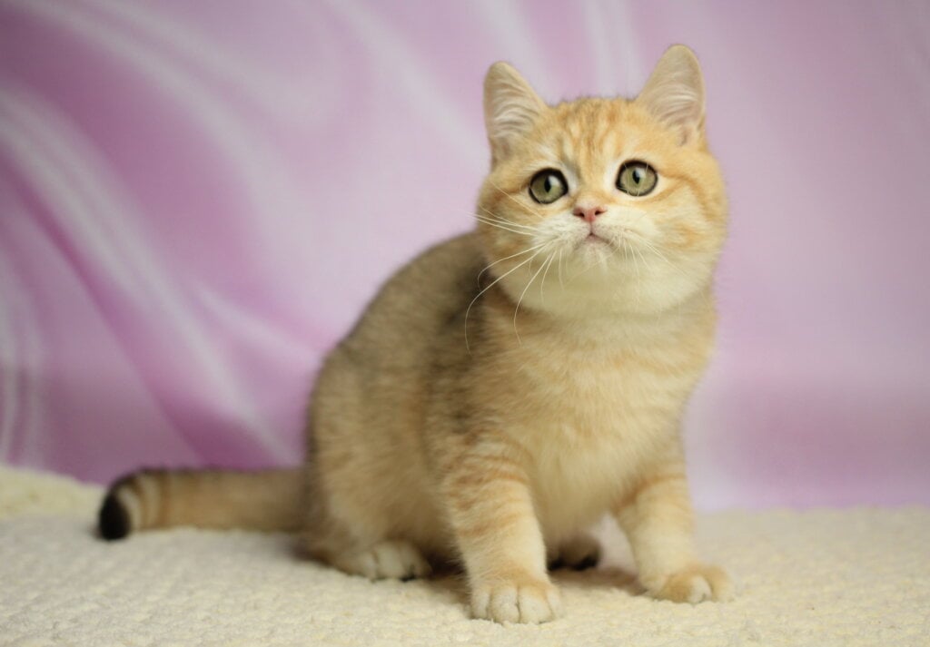 Venia British Shorthair Male (Available) $2400