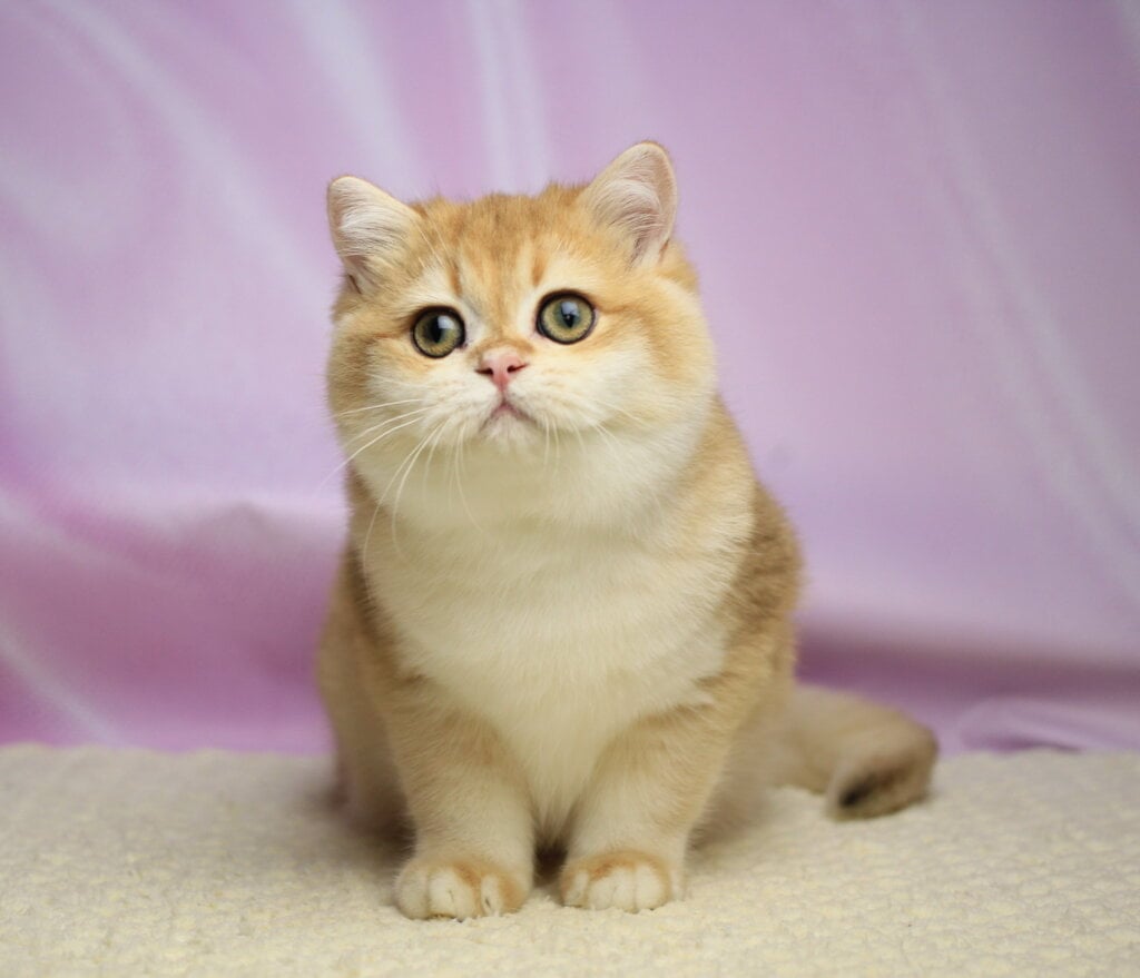 Baton British Shorthair  Male (Available) $2700