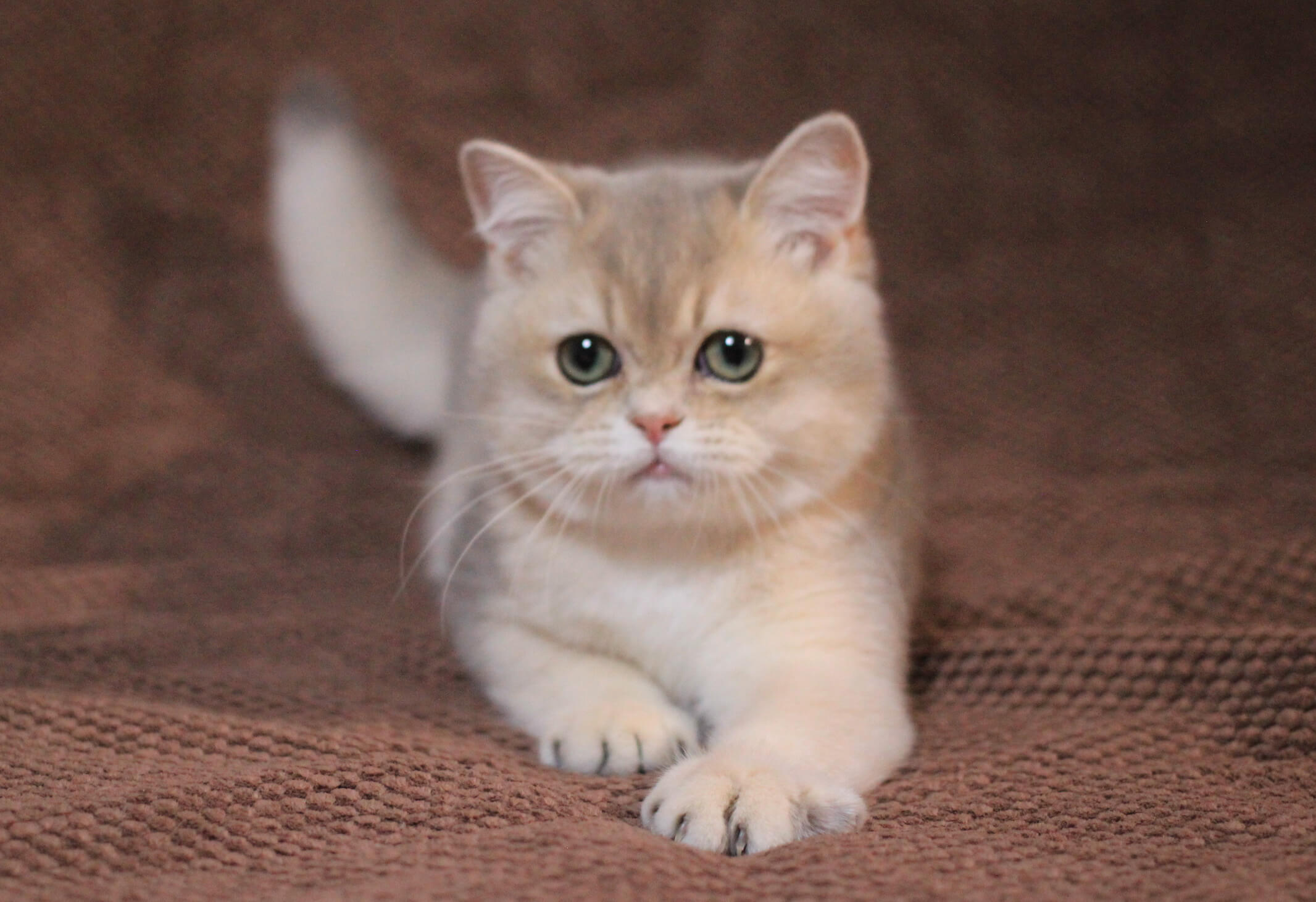 Ponchick British Shorthair Male (Available) $2650