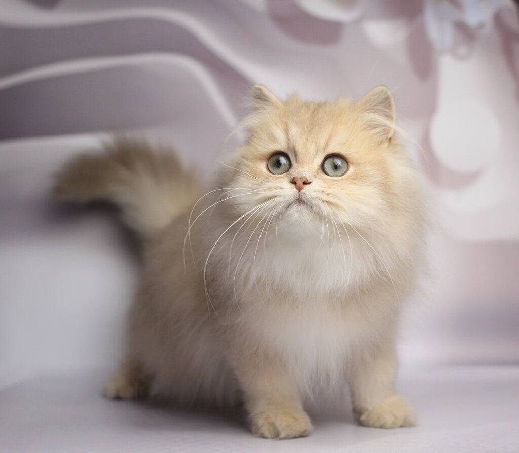 Smailic British Longhair  Male (Available) $2700