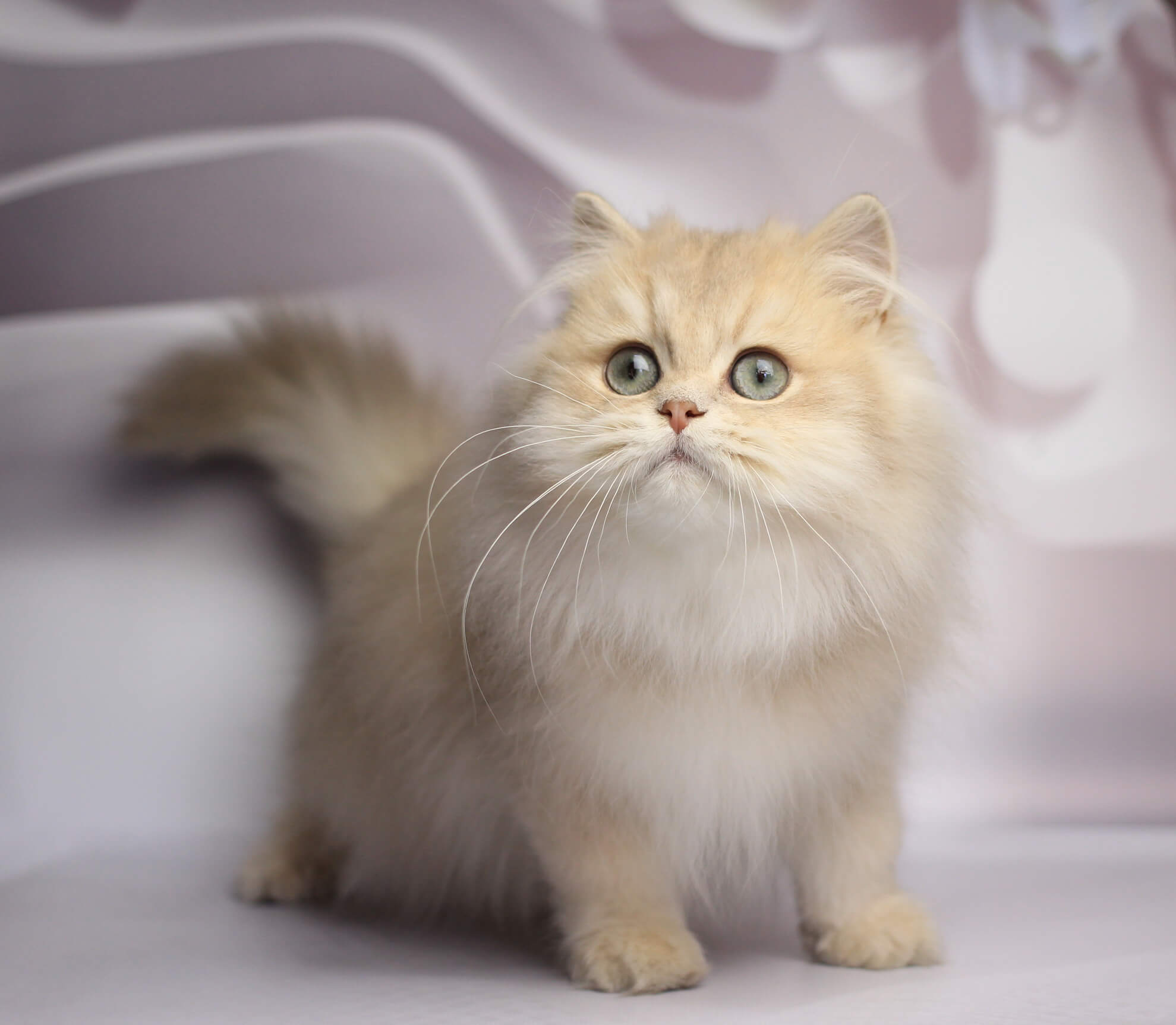 Smailic British Longhair  Male (Available) $2700