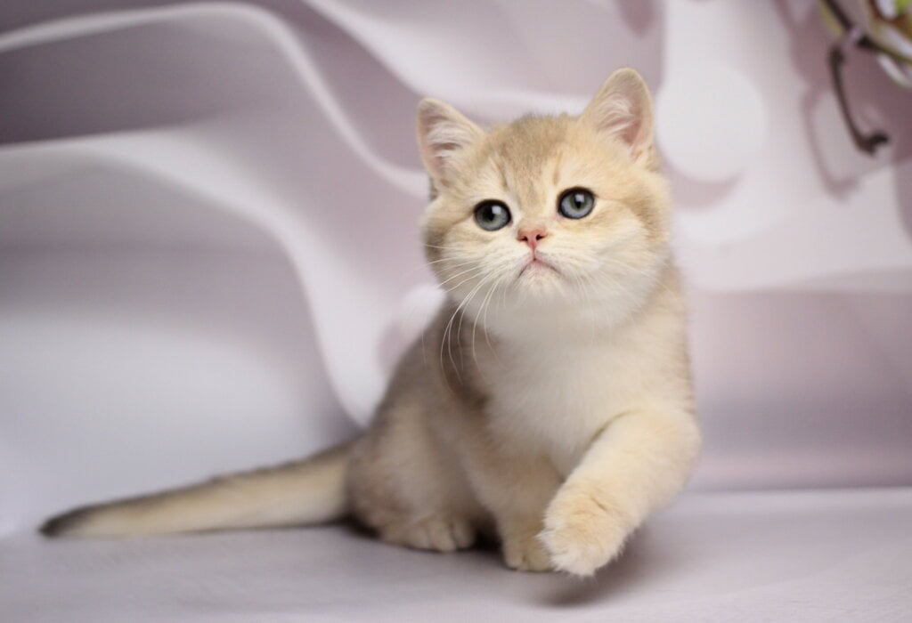 Snikers British Shorthair Male (Available) $2800