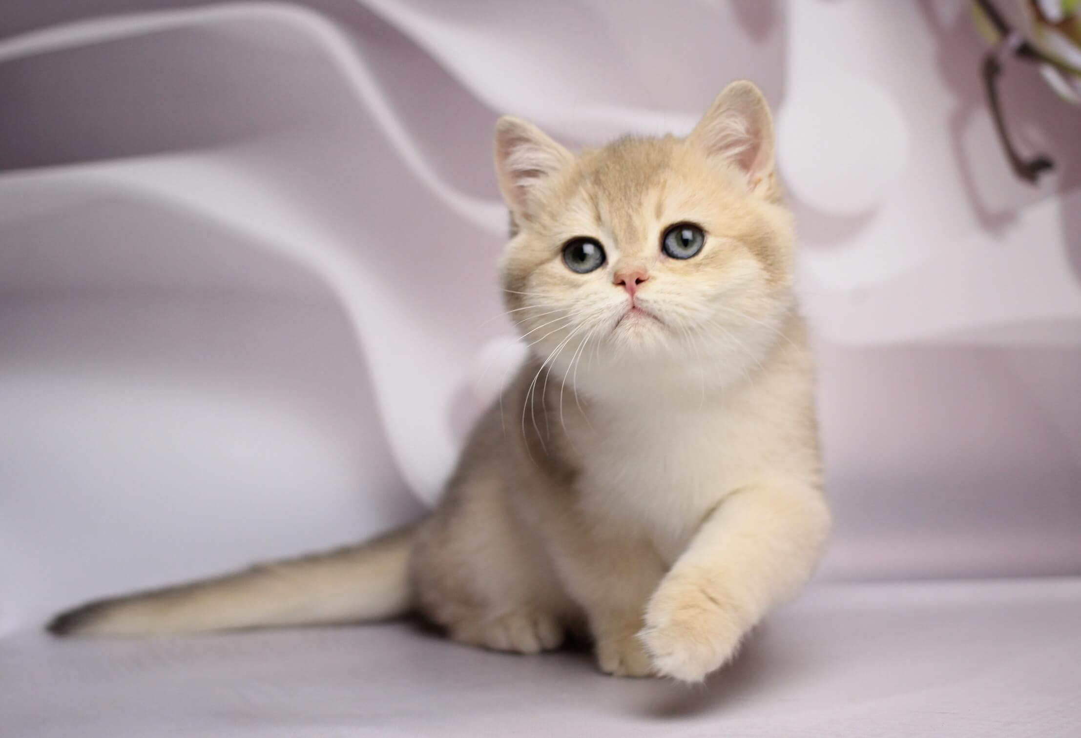 Snikers British Shorthair Male (Available) $2800