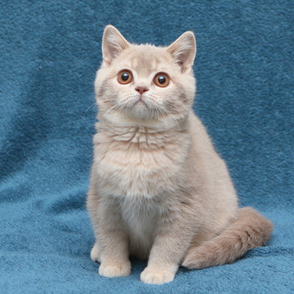 Nyasha British Shorthair Female (Available) $2900