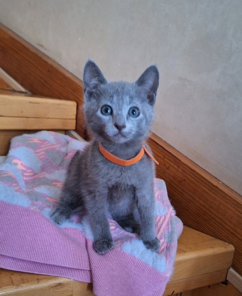 Josie Russian Blue  Female (Available) $2850
