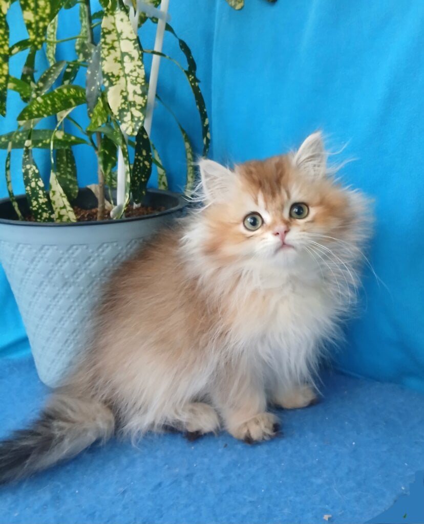 Vitas British Longhair Male (Available) 00 - photo 1