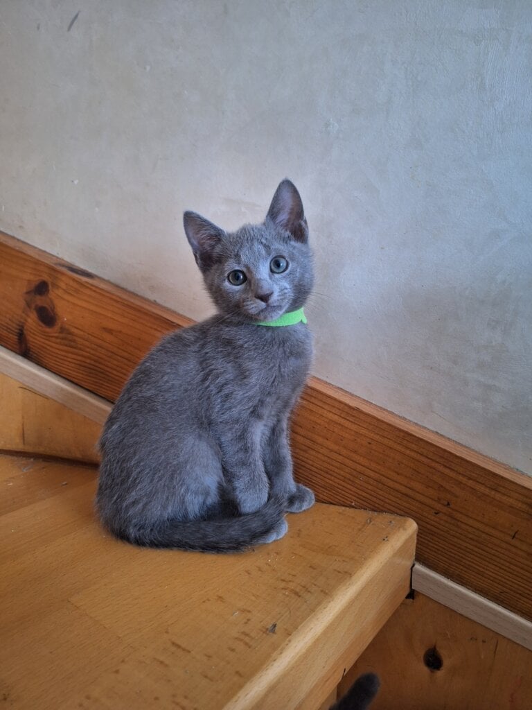 Jeremy Russian Blue  Male (Available) $2850