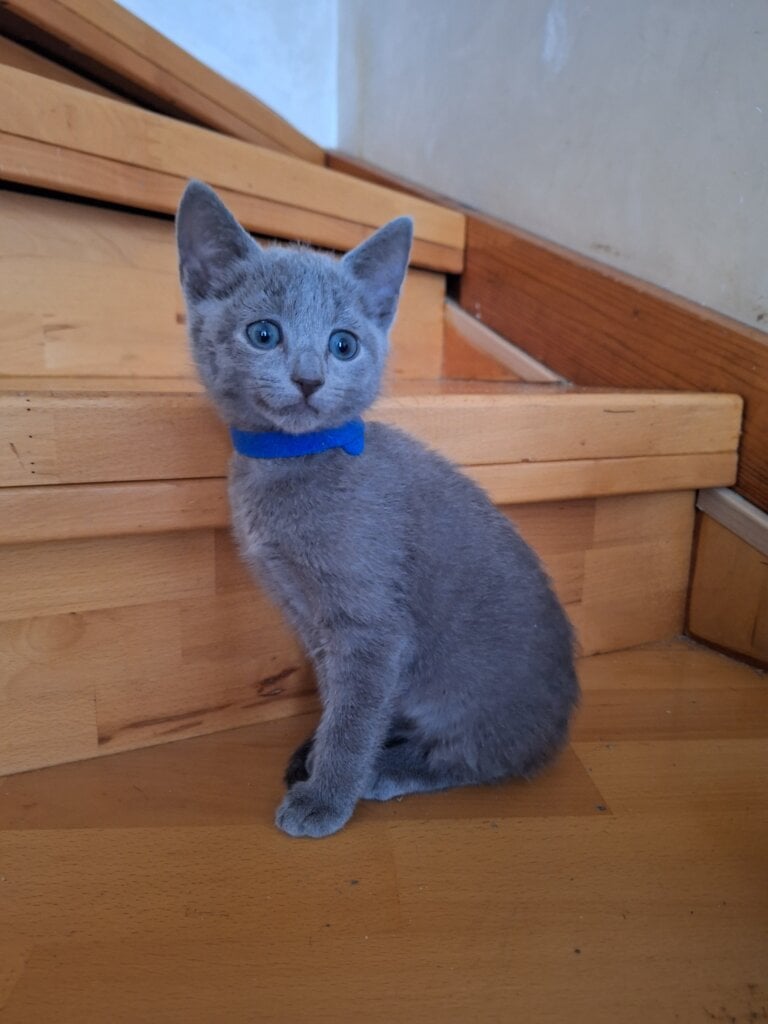 Jemie Russian Blue Male (Available) $2850