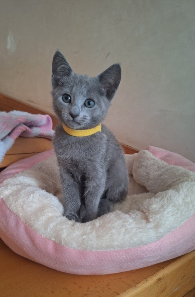 Jazz Russian Blue Male (Available) $2850