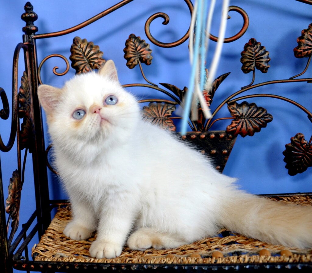 Potap Exotic Male (Available) $2900