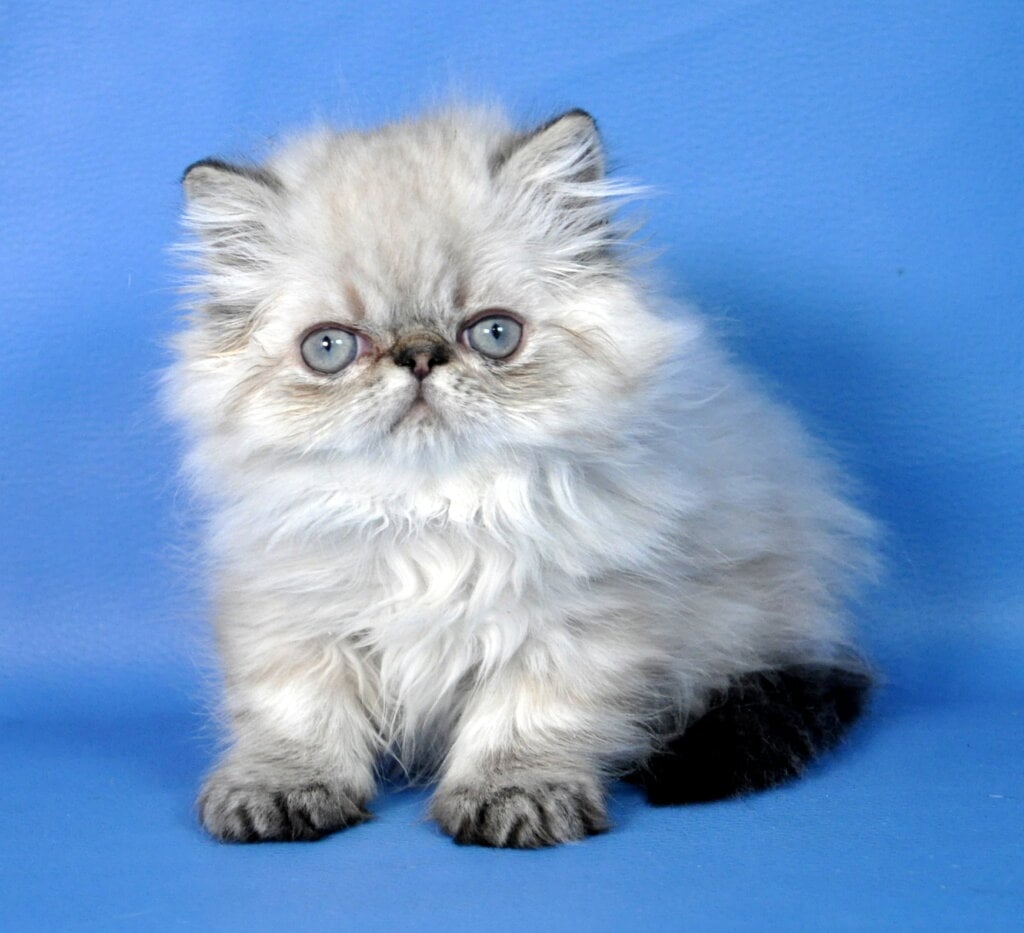 Achilles Persian Male (Available) $2900