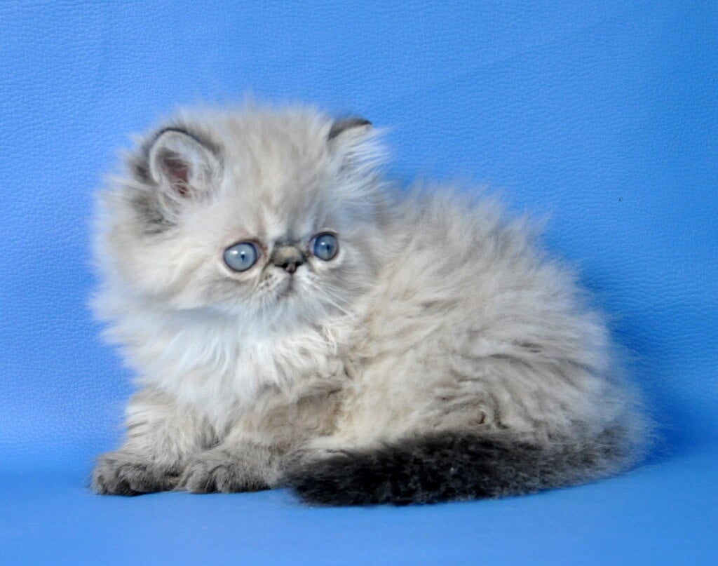Alvin Persian Male (Available) $3100