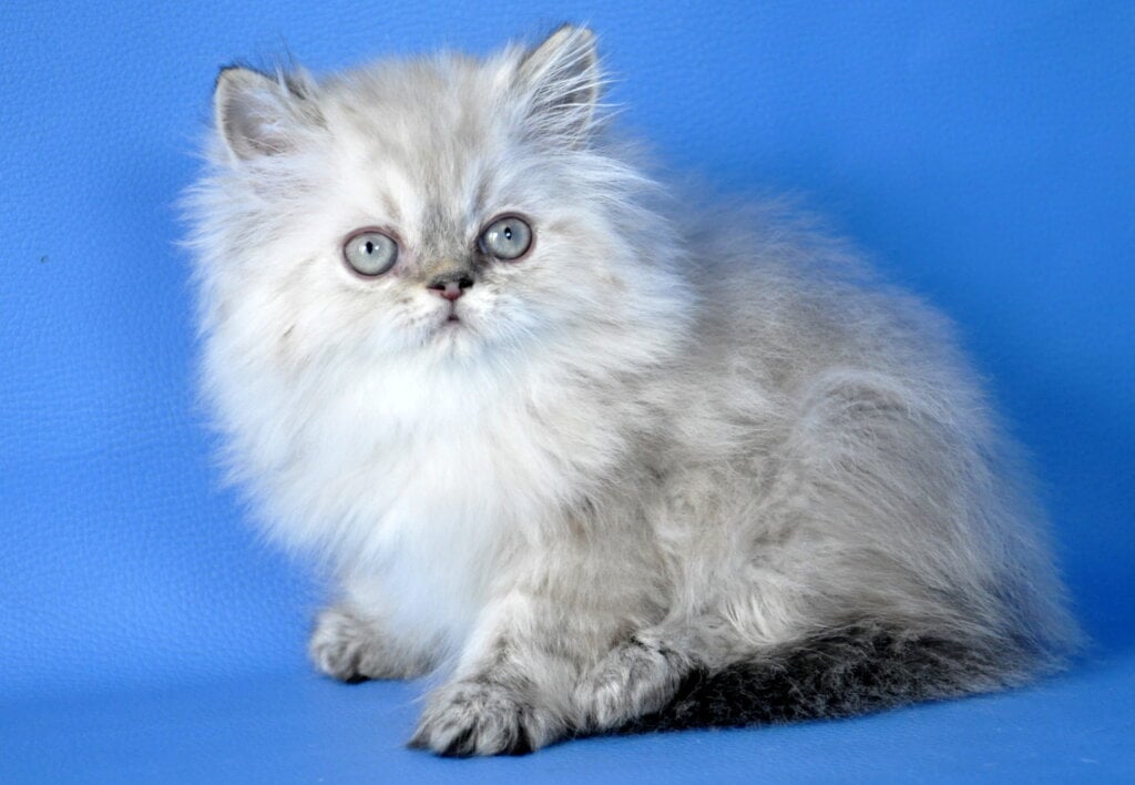 Alen Persian Male (Available) $2600