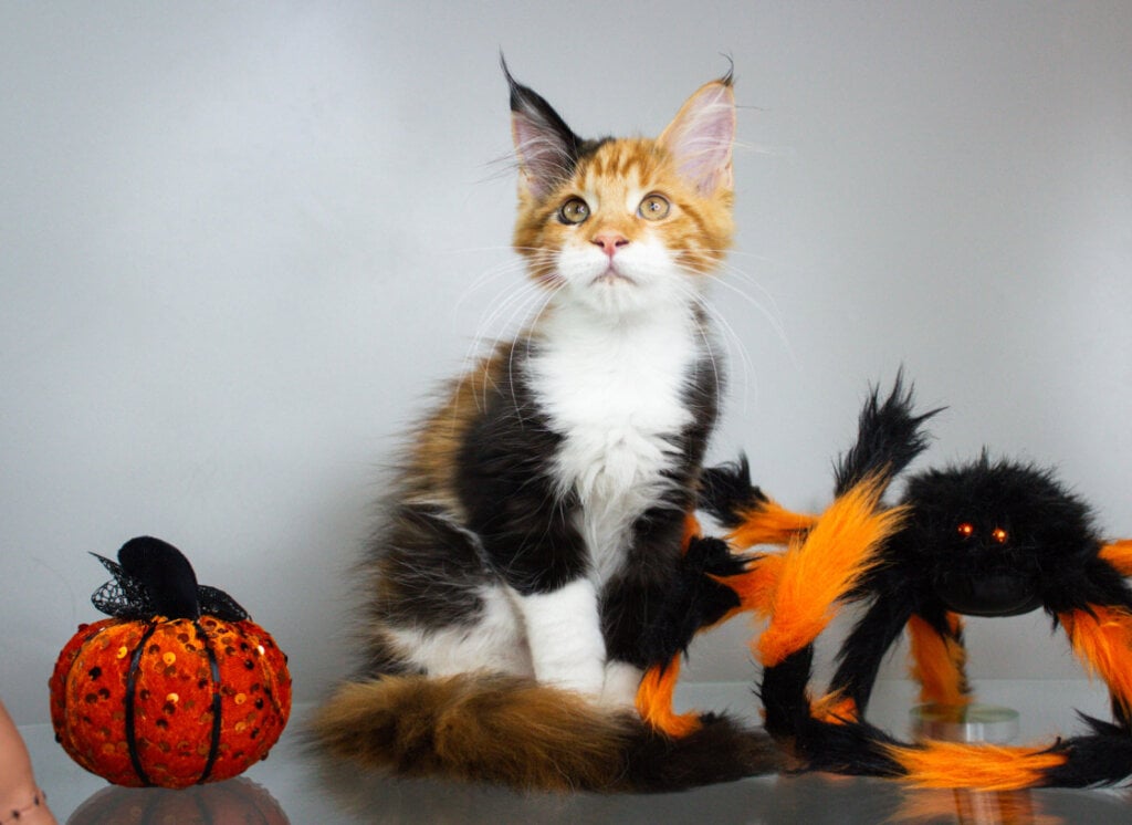 Michelle Maine Coon  Female (Available) $2850