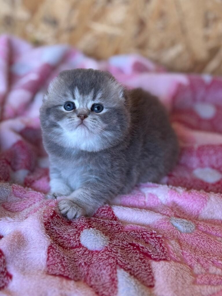 Benjamin Scottish Fold Male (Available) $2900