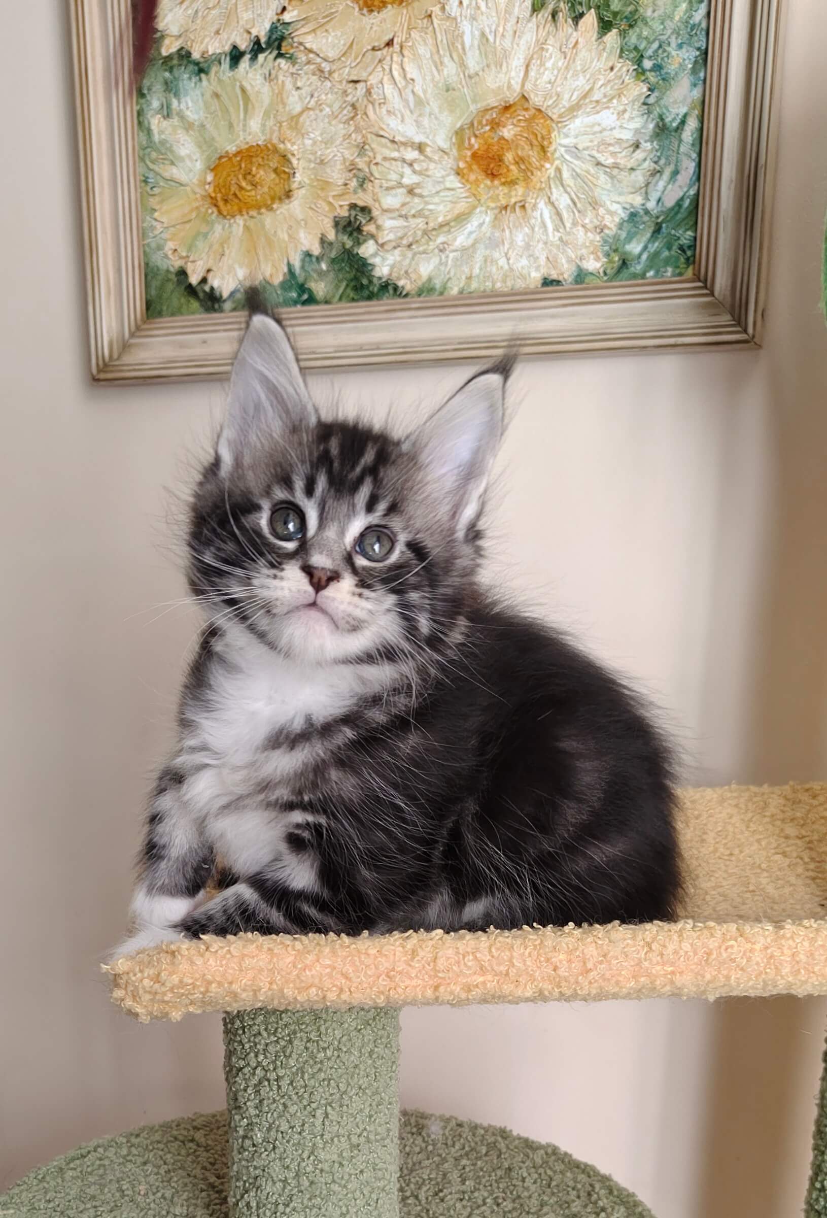 Kent Maine Coon  Male (Available) $3000