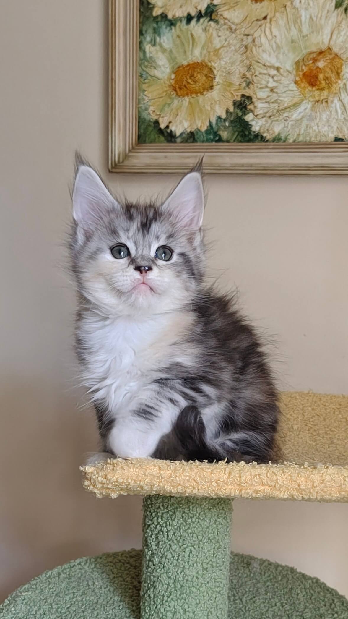 Karolina Maine Coon  Female (Available) $3000