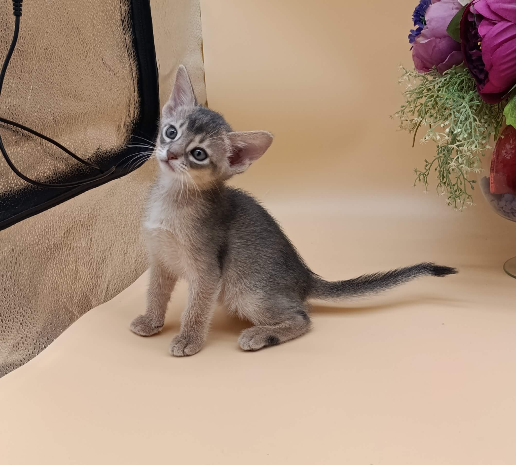 Catrina Abyssinian  Female (Available) $3100