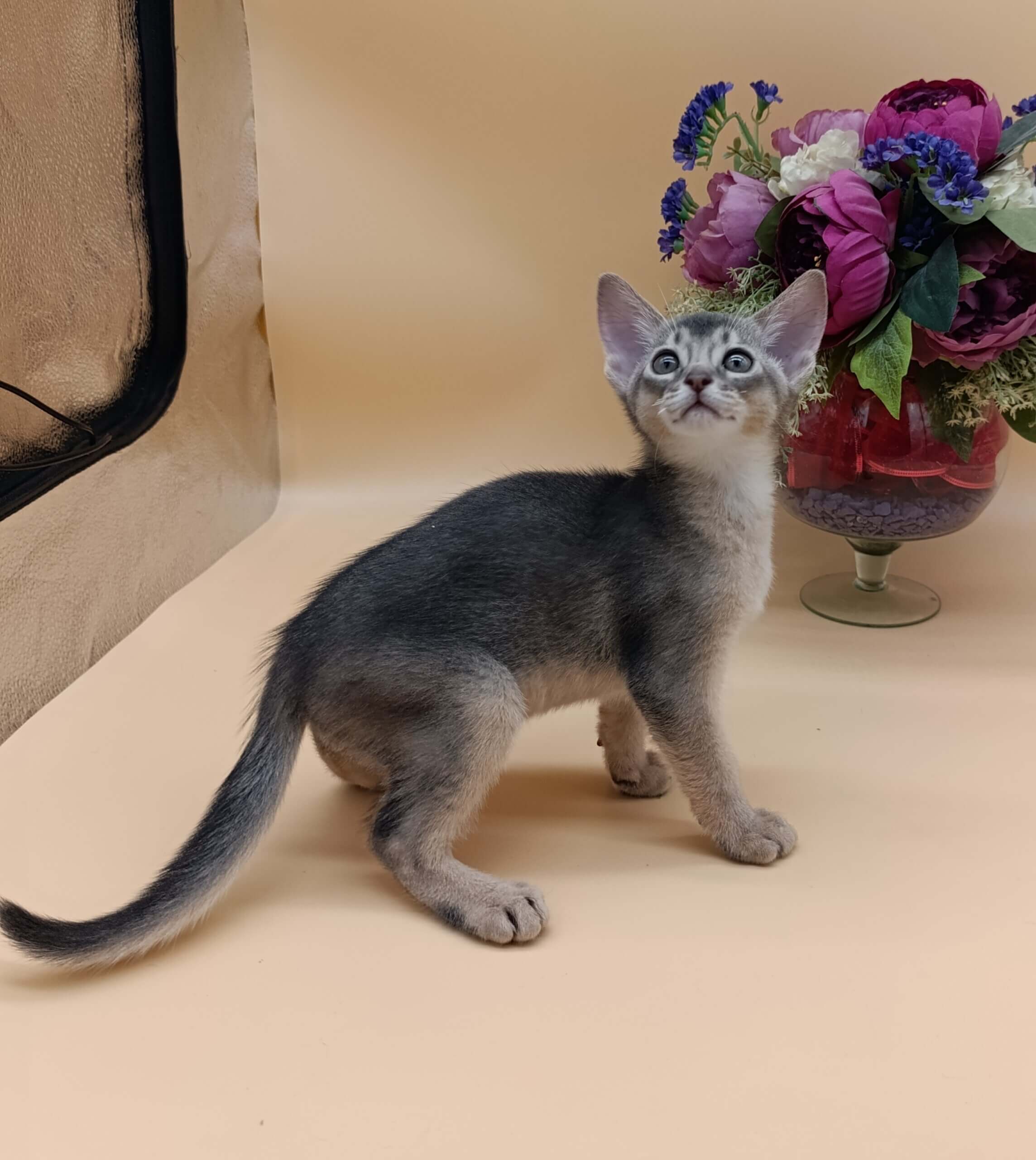 Brian Abyssinian  Male (Available) $3000