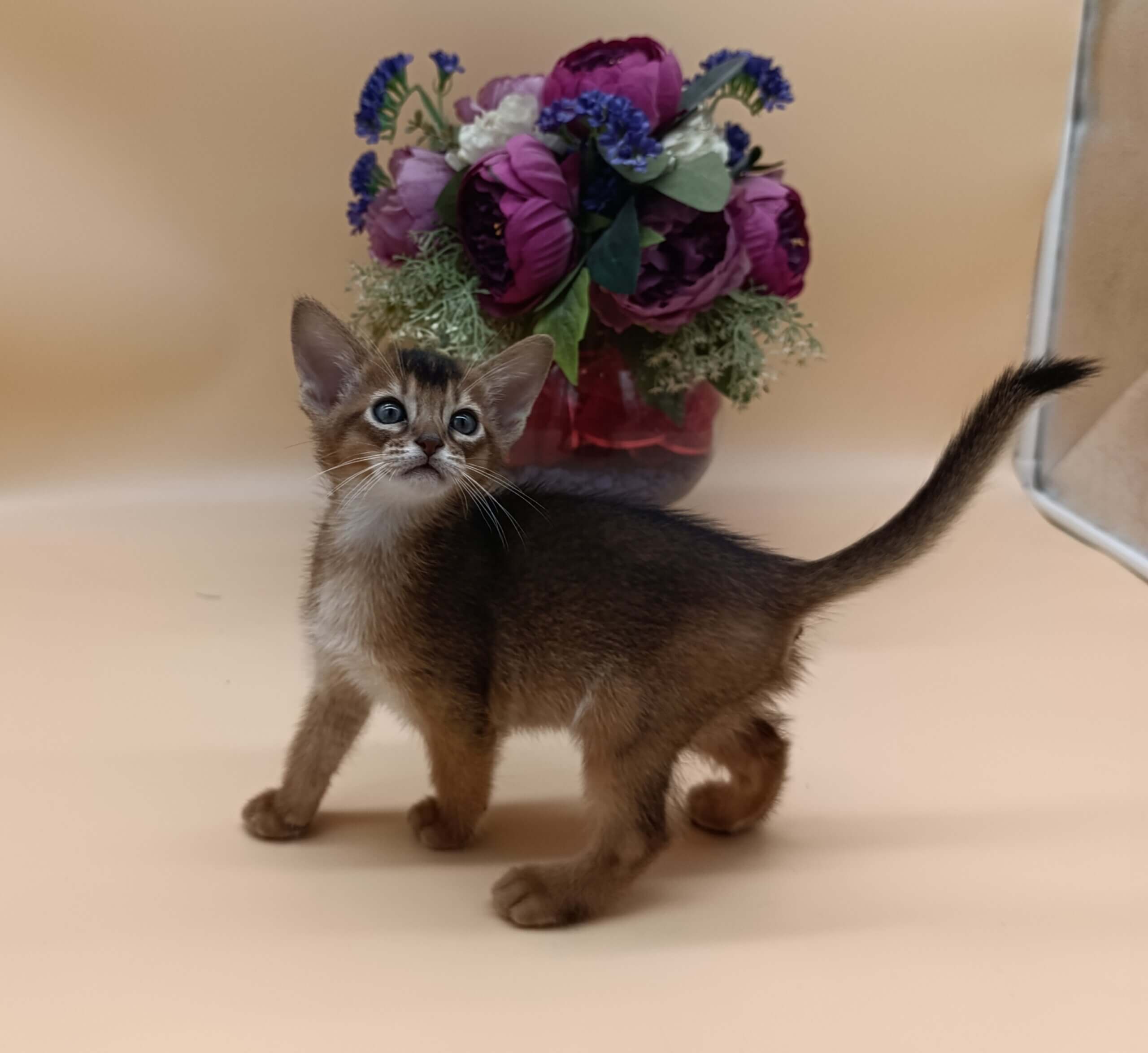 Criks  Abyssinian  Male (Available) $3050