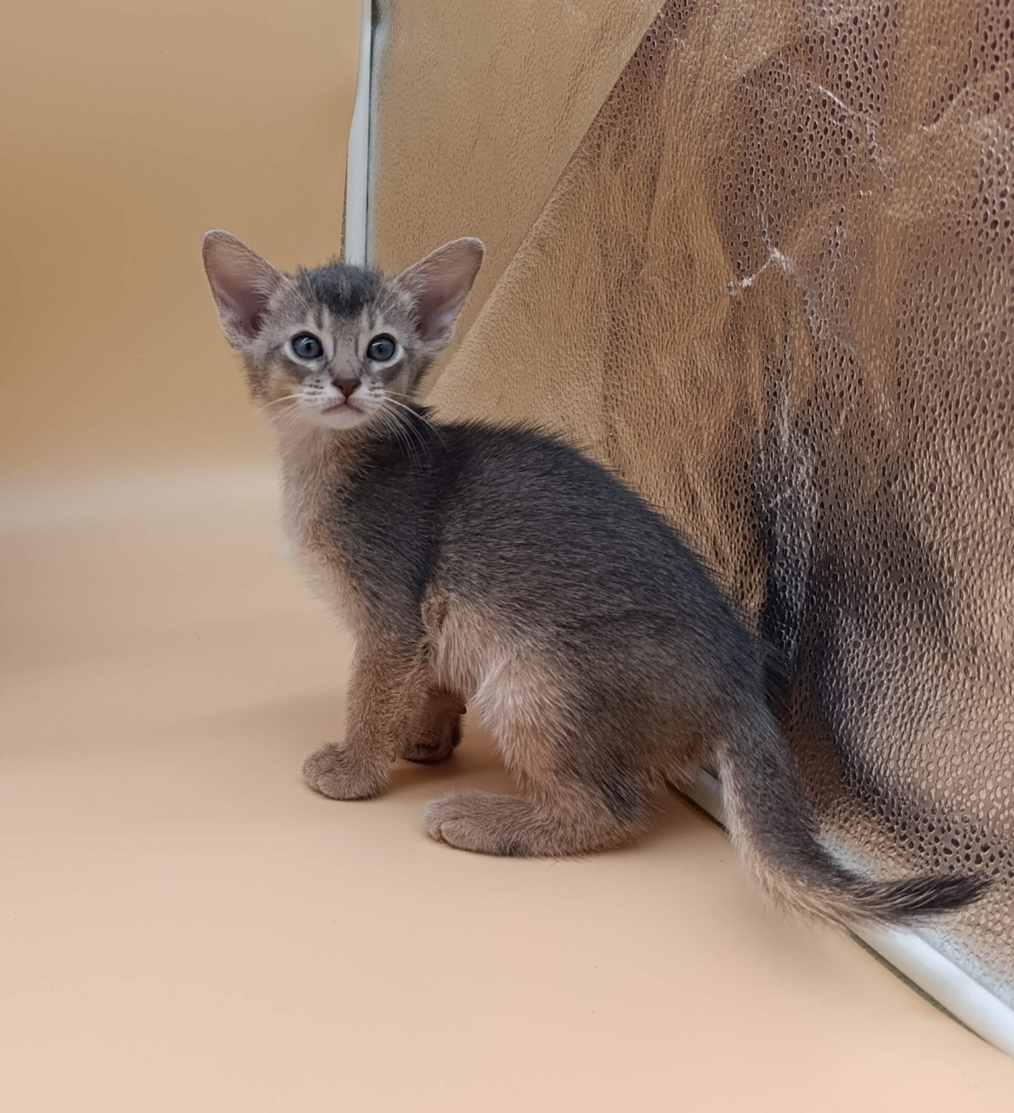 Christian Abyssinian  Male (Available) $3000