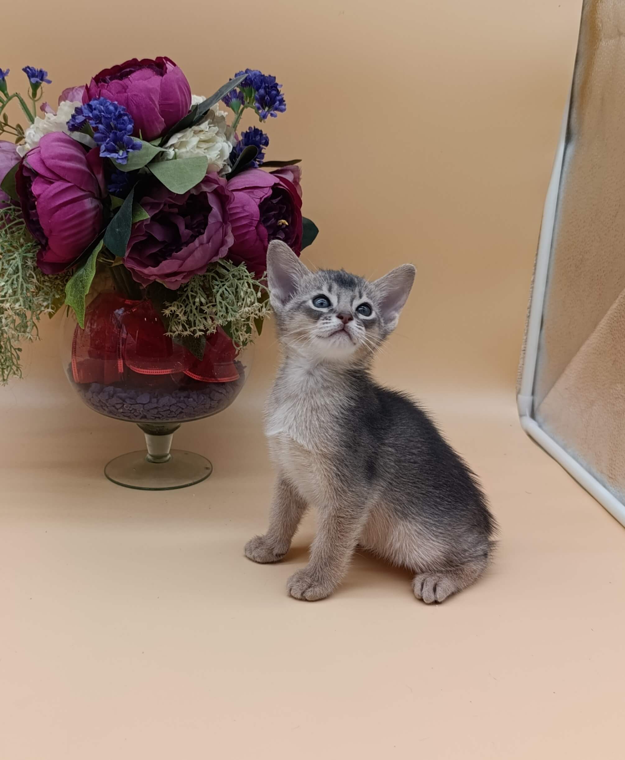 Charlie Abyssinian  Male (Available) $3000