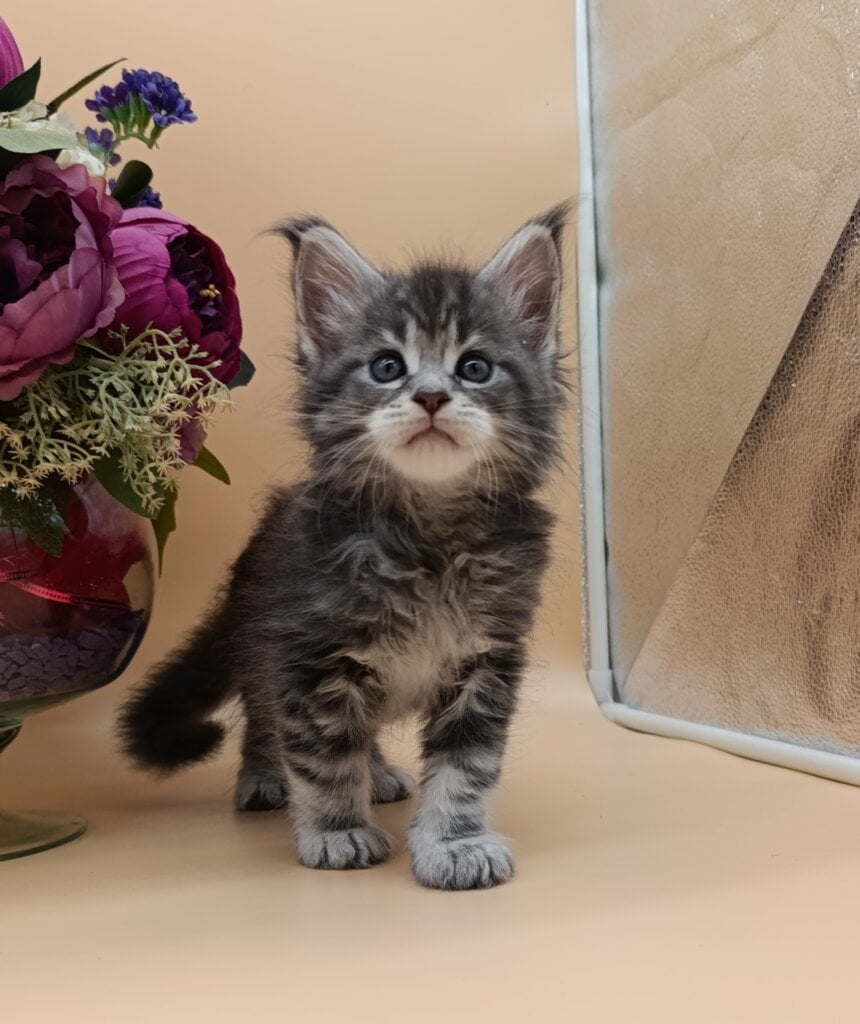 Duncan Maine Coon Male (Available) 00 - photo 1