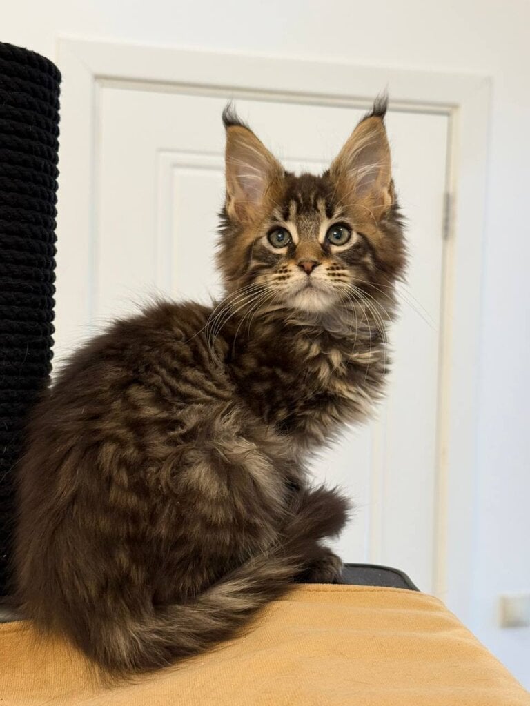Aura Maine Coon POLY Female (Available) $3200