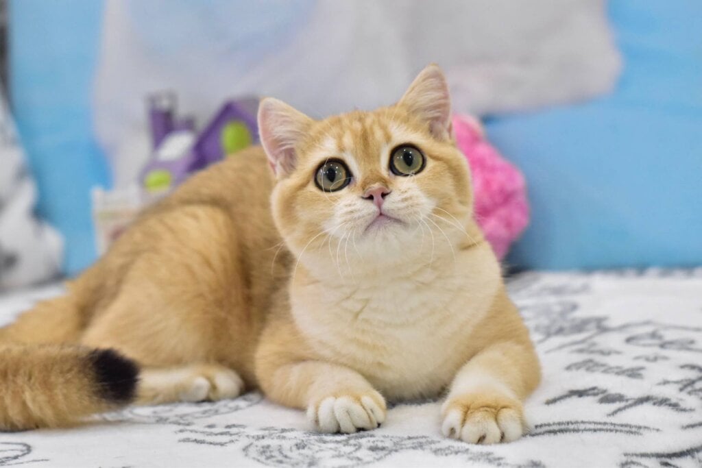 Bonya British Shorthair  Female (Available) $2500