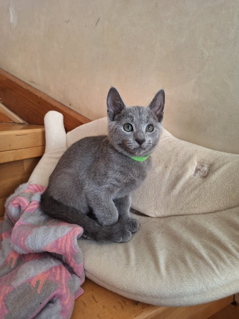 Harley Russian Blue  Male (Available) $2850