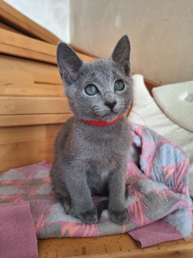 Howard Russian Blue  Male (Available) $2850
