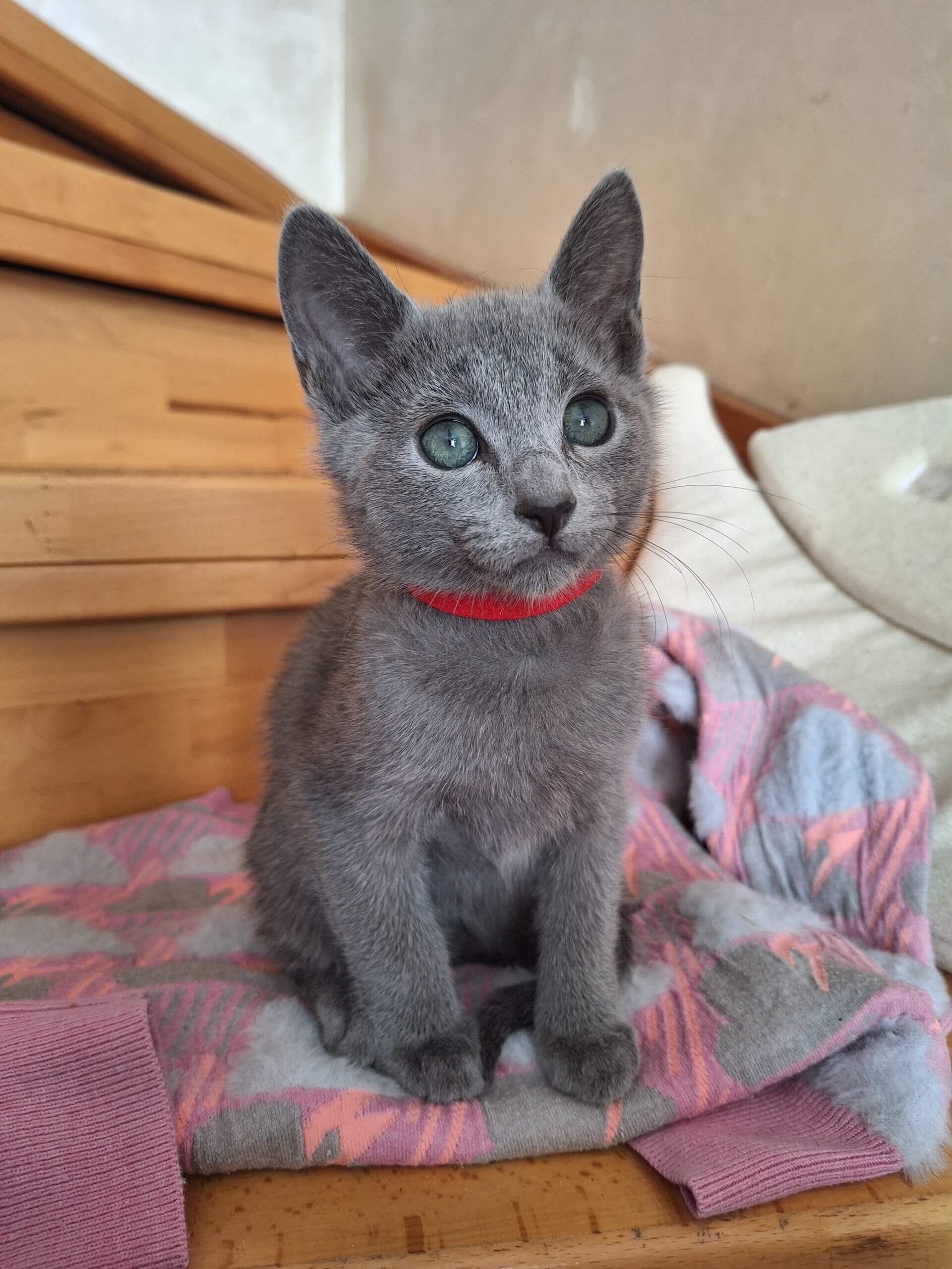 Howard Russian Blue  Male (Available) $2850