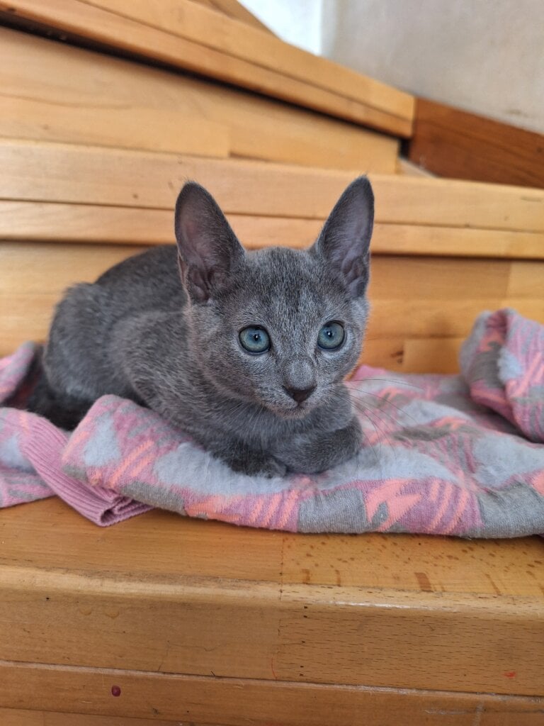 Haiku Russian Blue  Male (Available) $2850