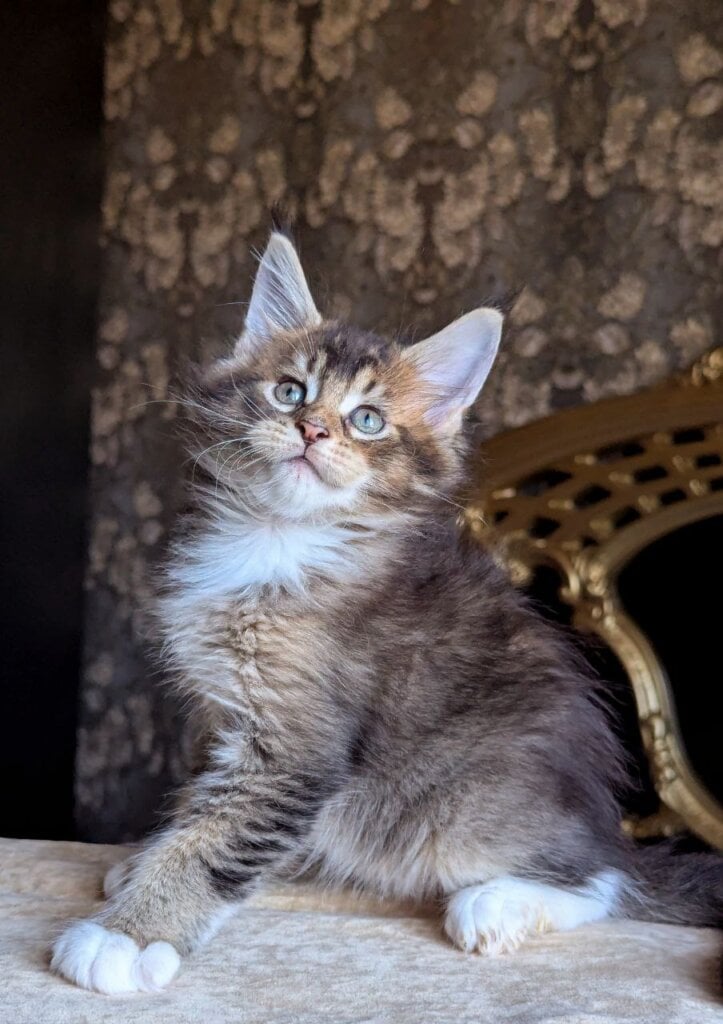 Zolotko Maine Coon Male (Available) $2850