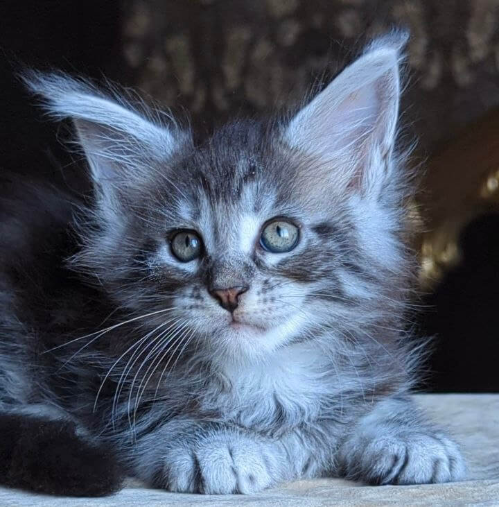 Zeitun Maine Coon Male (Available) $2950