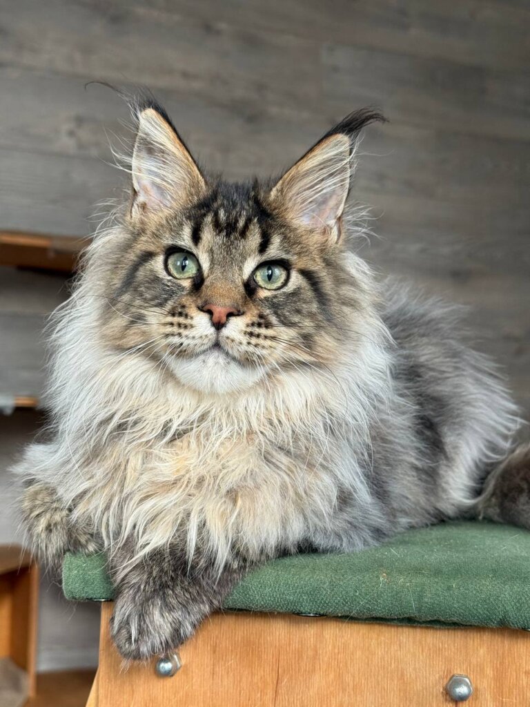 Magnat Maine Coon POLY Male (Available) $2950