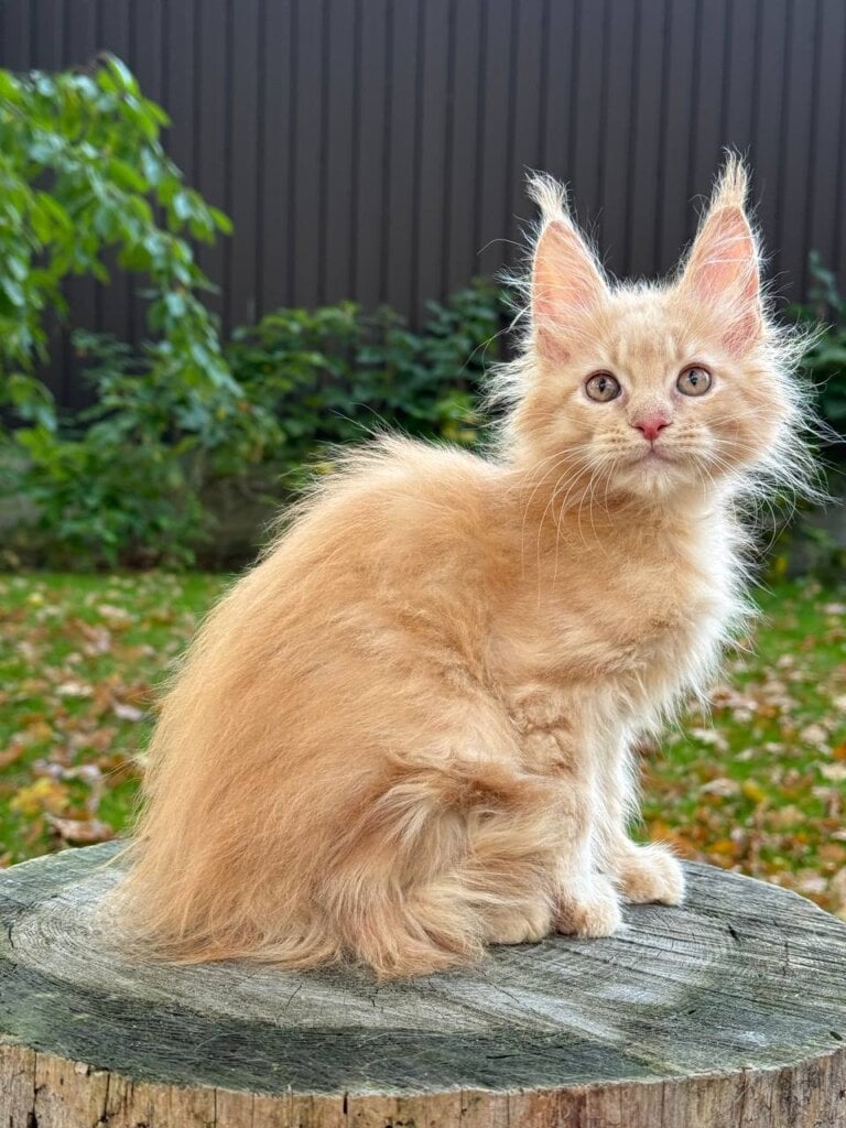 Indigo Maine Coon Male (Available) 50 - photo 1