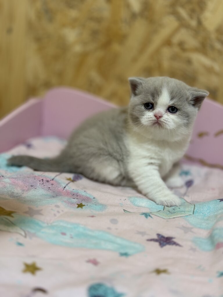 Felice British Shorthair Female (Available) $3000