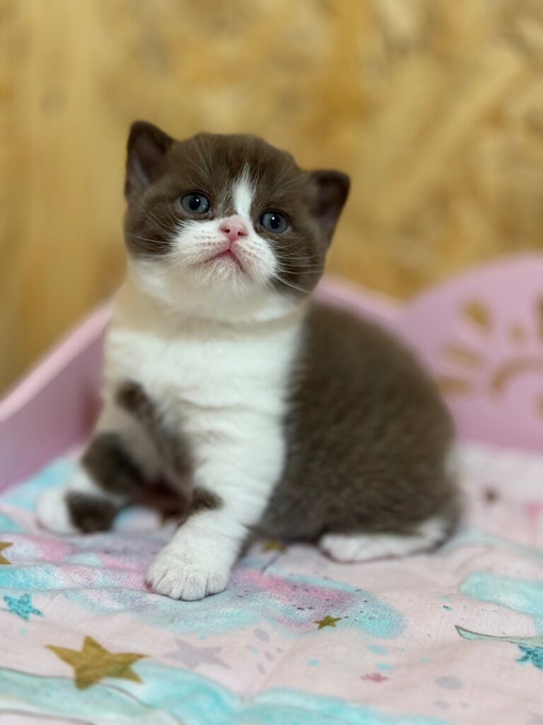 Forbes British Shorthair Male (Available) $3200