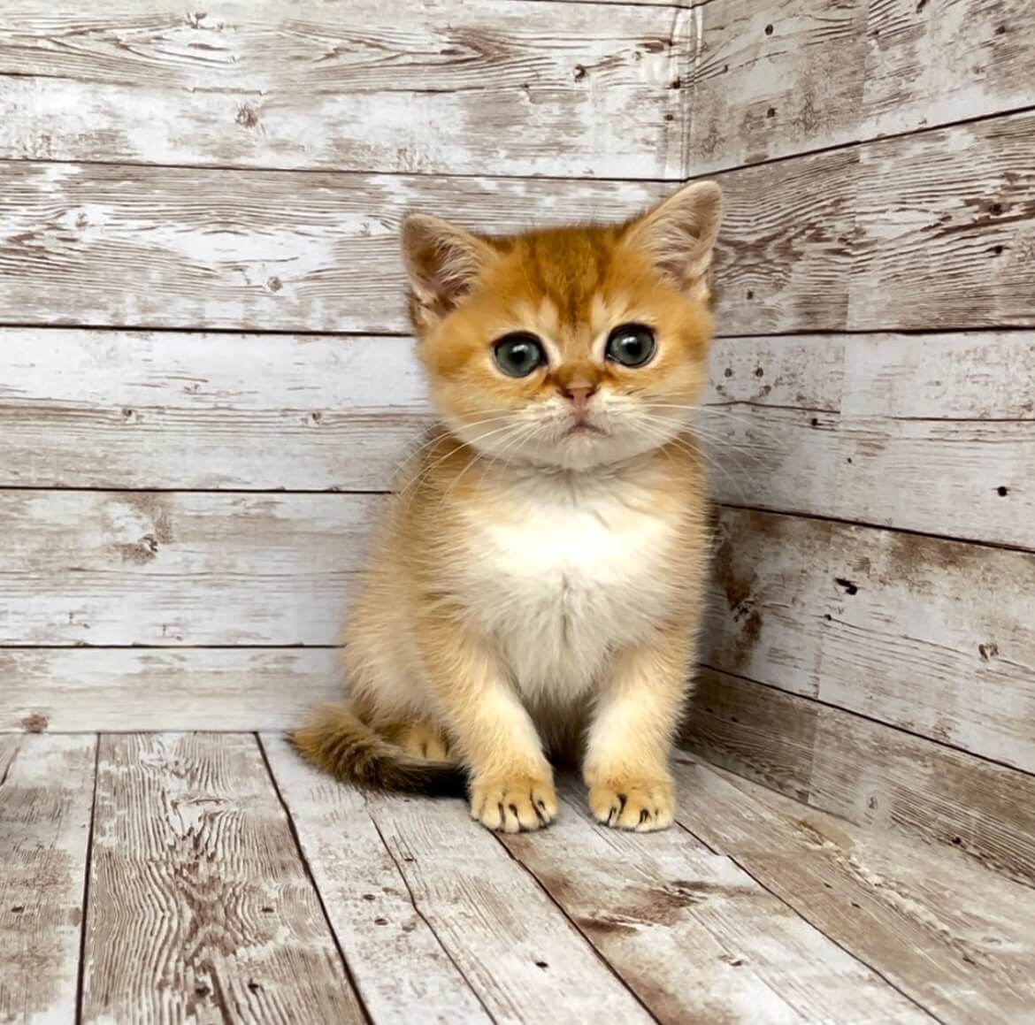 Monreal British Shorthair  Male (Available) $2600