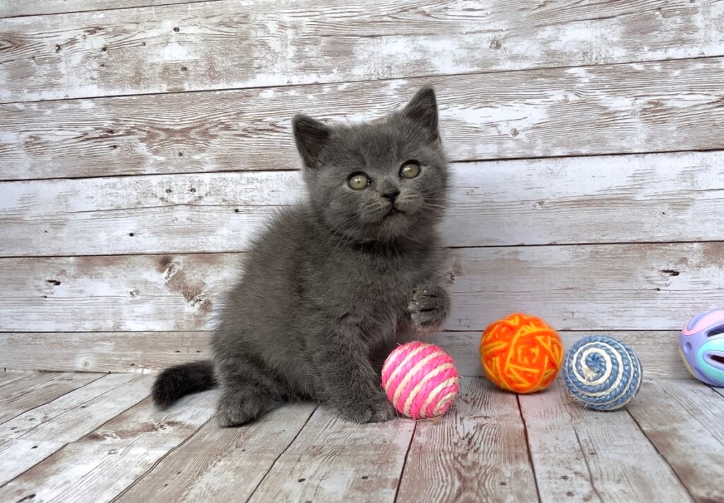 Nicolas British Shorthair  Male (Available) $2600