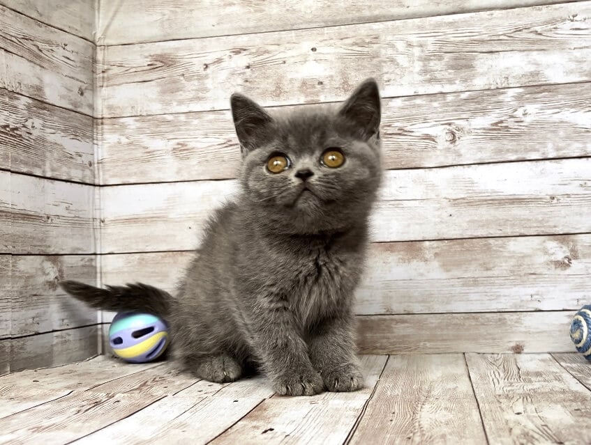 Latisha British Shorthair Female (Available) $2700