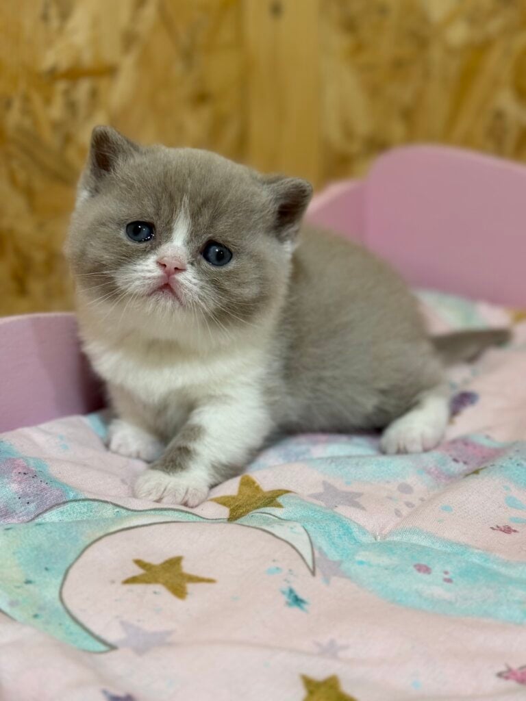 Fanny British Shorthair  Female (Available) $3000