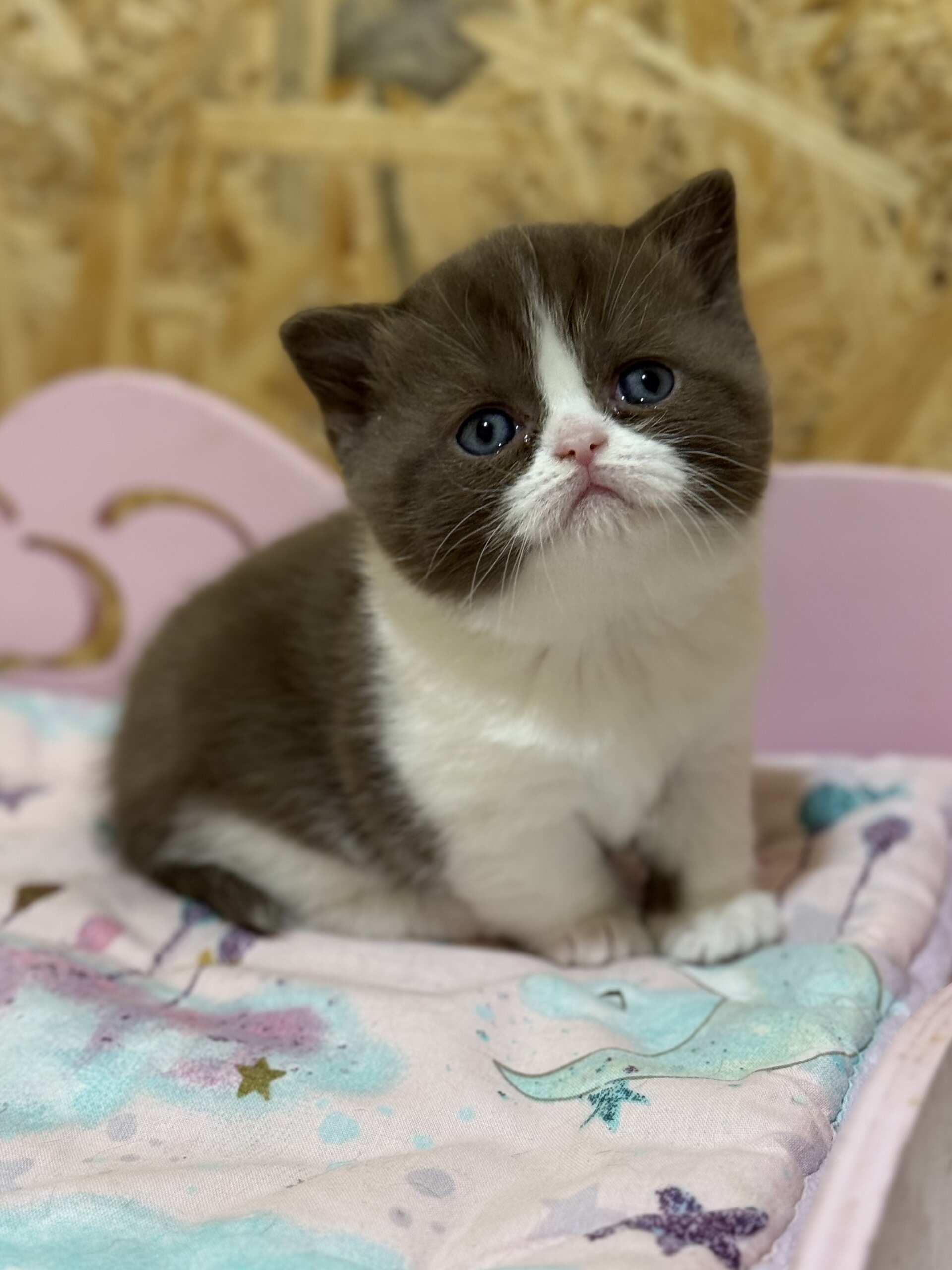 Faina British Shorthair  Female (Available) $3400